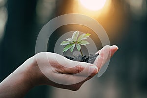 Hands holding green plant for planting. New life and hope concept image
