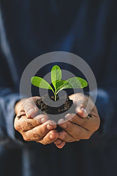 Hands holding green seedling growing in soil. Ecology concept.