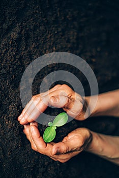 Hands holding green seedling, sprout over soil. Top view. New life, eco, sustainable living, zero waste, plastic free, earth day,