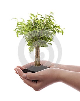 Hands holding green tree