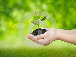 Hands holding green tree
