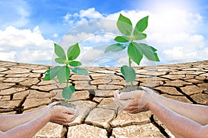 Hands holding a green young plant