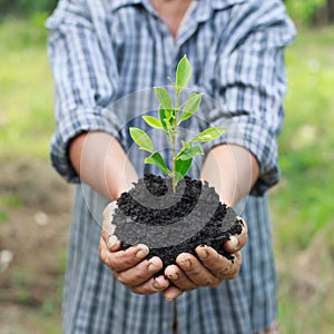 Hands holding a green young plant