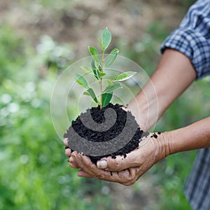 Hands holding a green young plant