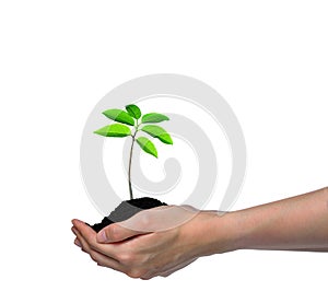 Hands holding a green young plant isolated on white