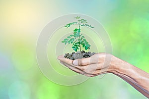 Hands holding the growth plant a tree.