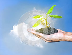 Hands holding the growth plant a tree with sky and cloud cloud heart shape background. Earth Day and Save world conservation wild