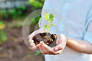 Hands holding a handful of earth with a young green plant seedling. The concept of ecology, spring, new life.