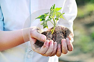 Hands holding a handful of earth with a young green plant seedling. The concept of ecology, spring, new life.