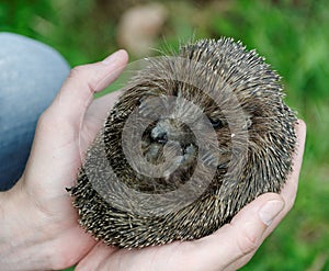 Hands holding hedgehog