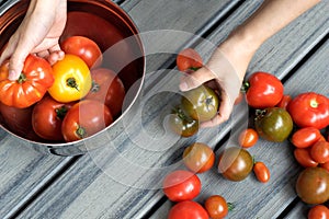 Hands Holding Heirloom Tomatoes on table