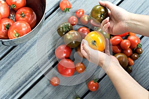 Hands holding heirloom tomatoes on table