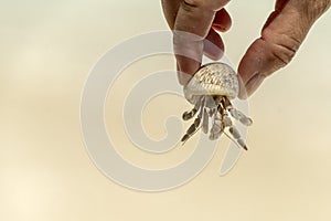 Hands holding heremit crab on sandy tropical beach background