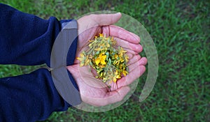 Hands are holding Hypericum perforatum in nature, common name - Saint John& x27;s wort