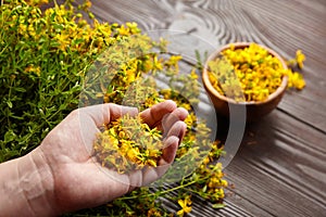 Hands holding Hypericum perforatum or St johns wort herb flowers, herb medicine harvesting