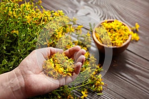 Ruky držanie alebo mladiny bylina kvety bylina úroda 