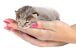 Hands holding a kitten on white background