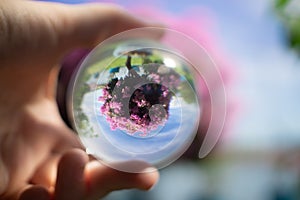Hands holding large crystal ball Pink flower reflection in it.