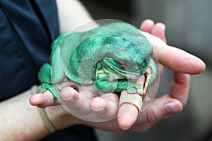Hands holding large frog