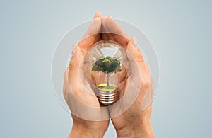 Hands holding light bulb with tree inside
