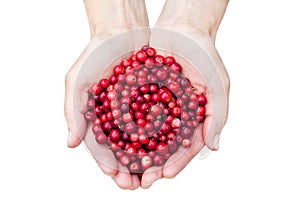 Hands holding lingonberries