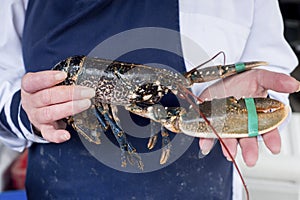 Hands Holding a Live Lobster with Pincers Restrained