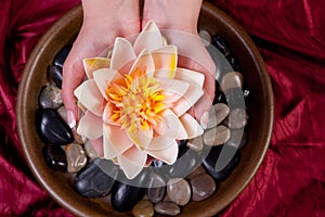 Hands holding lotus flower