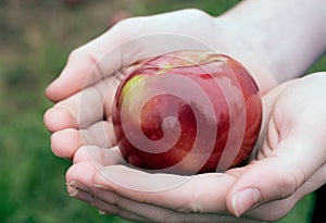 Hands holding a macintosh apple