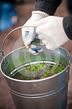 Hands holding metal bucket full of tree sprouts
