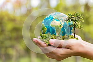 Hands holding a miniature Earth globe with a small tree growing on a bed of moss, symbolizing the interconnectedness of