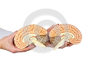 Hands holding model human brain on white background