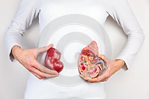 Hands holding model of human kidney organ at body