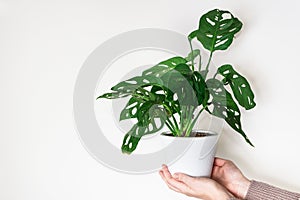 Hands holding monstera plant in white flower pot