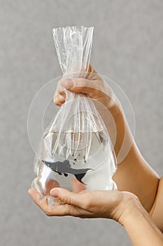 Hands holding package with a purchased aquarium fish