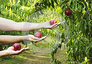 Hands holding peaches