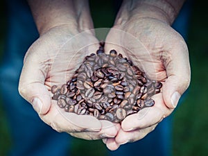 Hands holding pile of roasted coffee