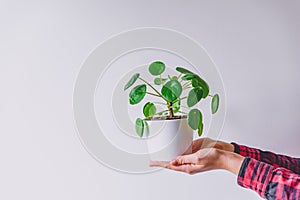 Hands holding Pilea Peperomioides on white background