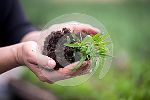 Hands holding plant