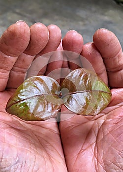 Hands holding a plant.