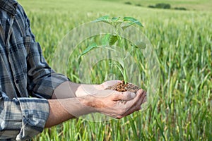 Hands holding a plant growing