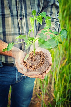 Hands holding a plant growing