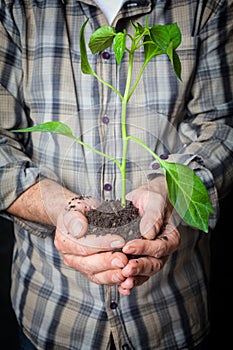 Hands holding a plant growing