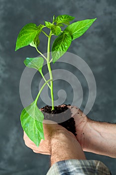 Hands holding a plant growing