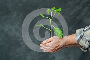 Hands holding a plant growing