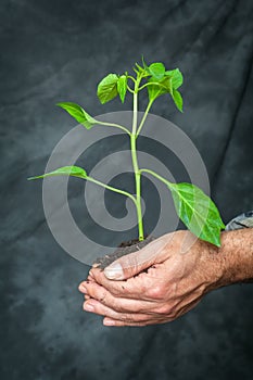 Hands holding a plant growing