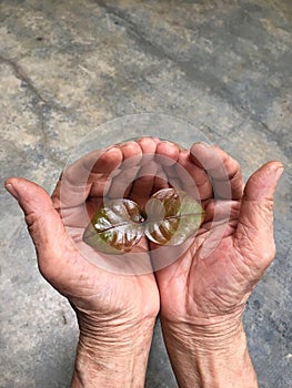 Hands holding a plant.