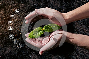 hands holding plant on soil. Seedlings and growing concept