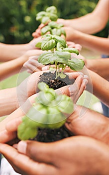 Hands, holding plants and nature soil in care for the environment, community and earth outside. Hand of people working
