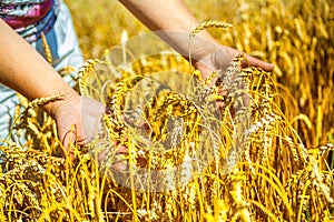 Hands holding plants of wheat