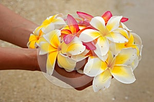 Hands holding plumeria flowers